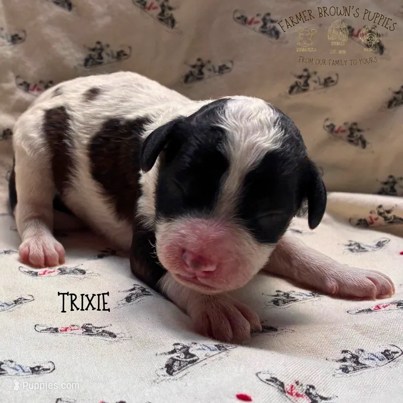 Trixie – Poodle - Miniature , Poodle - Standard  puppy for sale in Sedalia, MO