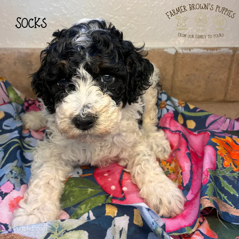 Socks – Poodle - Miniature , Poodle - Standard  puppy for sale in Sedalia, MO