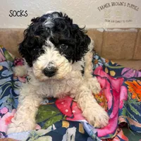 Socks, a female Poodle - Miniature  and Poodle - Standard  for sale in Sedalia, MO – 1 of 8
