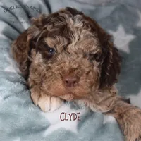 Clyde, a male Poodle - Miniature  and Poodle - Standard  for sale in Sedalia, MO – Photo 2 of 5
