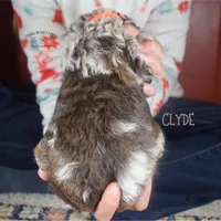 Clyde, a male Poodle - Miniature  and Poodle - Standard  for sale in Sedalia, MO – Photo 4 of 5