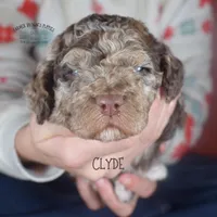 Clyde, a male Poodle - Miniature  and Poodle - Standard  for sale in Sedalia, MO – Photo 3 of 5