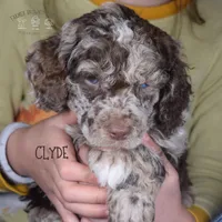 Clyde, a male Poodle - Miniature  and Poodle - Standard  for sale in Sedalia, MO – Photo 1 of 5