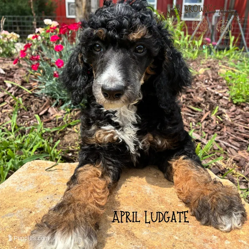 April Ludgate – Poodle - Miniature , Poodle - Standard  puppy for sale in Sedalia, MO