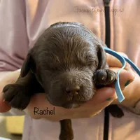 Rachel, a female Poodle - Miniature  and Poodle - Standard  for sale in Sedalia, MO – Photo 6 of 6