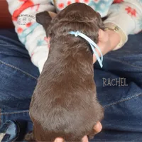 Rachel, a female Poodle - Miniature  and Poodle - Standard  for sale in Sedalia, MO – Photo 4 of 6