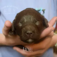 Rachel, a female Poodle - Miniature  and Poodle - Standard  for sale in Sedalia, MO – Photo 5 of 6