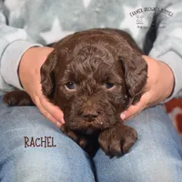 Rachel, a female Poodle - Miniature  and Poodle - Standard  for sale in Sedalia, MO – Photo 2 of 6