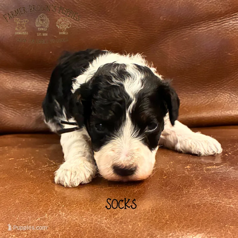 Socks – Poodle - Miniature , Poodle - Standard  puppy for sale in Sedalia, MO