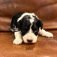 Socks, a female Poodle - Miniature  and Poodle - Standard  for sale in Sedalia, MO – 2 of 8