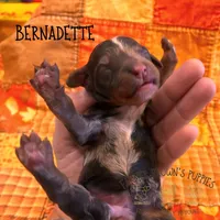 Bernadette, a female Poodle - Miniature  and Poodle - Standard  for sale in Sedalia, MO – 2 of 3