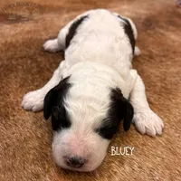 Bluey, a female Poodle - Miniature  and Poodle - Standard  for sale in Sedalia, MO – 8 of 10