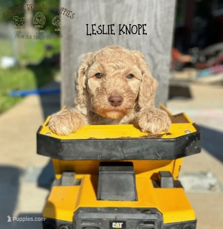 Leslie Knope – Poodle - Miniature , Poodle - Standard  puppy for sale in Sedalia, MO