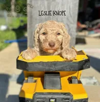 Leslie Knope, a female Poodle - Miniature  and Poodle - Standard  for sale in Sedalia, MO – 1 of 2