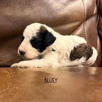 Bluey, a female Poodle - Miniature  and Poodle - Standard  for sale in Sedalia, MO – 7 of 10