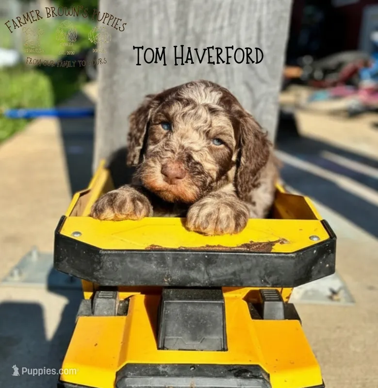 Tom Haverford – Poodle - Miniature , Poodle - Standard  puppy for sale in Sedalia, MO