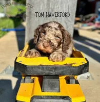 Tom Haverford, a male Poodle - Miniature  and Poodle - Standard  for sale in Sedalia, MO – 1 of 2