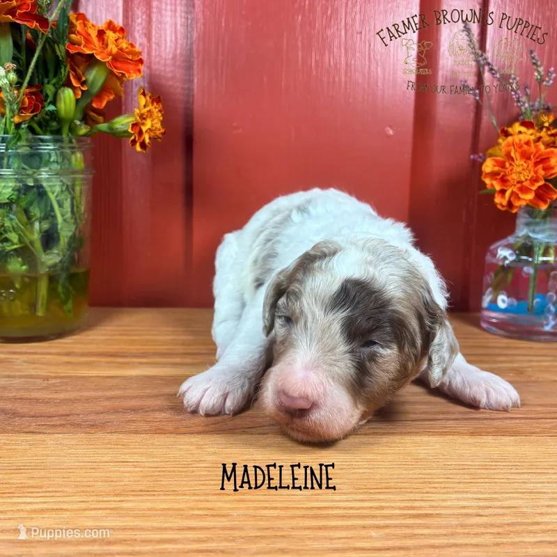 Madeleine – Poodle - Miniature , Poodle - Standard  puppy for sale in Sedalia, MO