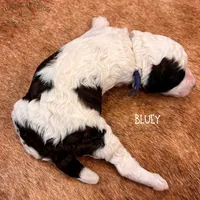 Bluey, a female Poodle - Miniature  and Poodle - Standard  for sale in Sedalia, MO – 9 of 10