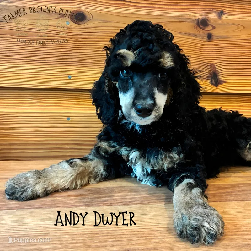 Andy Dwyer – Poodle - Miniature , Poodle - Standard  puppy for sale in Sedalia, MO
