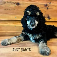Andy Dwyer, a male Poodle - Miniature  and Poodle - Standard  for sale in Sedalia, MO – 1 of 3