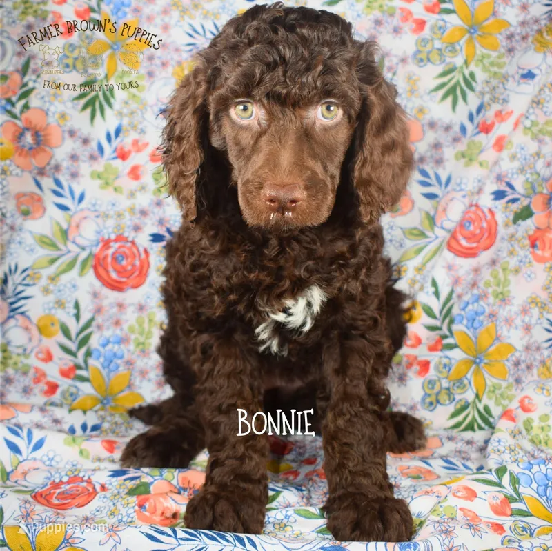 Bonnie – Poodle - Miniature , Poodle - Standard  puppy for sale in Sedalia, MO