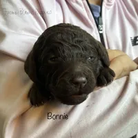 Bonnie, a female Poodle - Miniature  and Poodle - Standard  for sale in Sedalia, MO – Photo 7 of 7