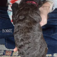 Bonnie, a female Poodle - Miniature  and Poodle - Standard  for sale in Sedalia, MO – Photo 6 of 7