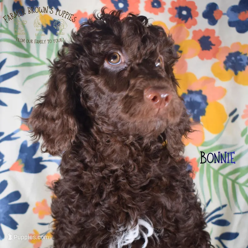 Bonnie – Poodle - Miniature , Poodle - Standard  puppy for sale in Sedalia, MO