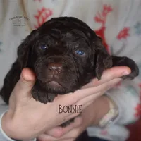 Bonnie, a female Poodle - Miniature  and Poodle - Standard  for sale in Sedalia, MO – Photo 5 of 7