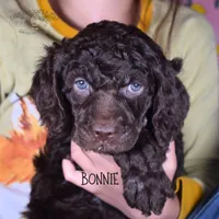 Bonnie, a female Poodle - Miniature  and Poodle - Standard  for sale in Sedalia, MO – Photo 3 of 7