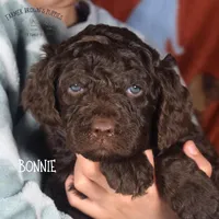 Bonnie, a female Poodle - Miniature  and Poodle - Standard  for sale in Sedalia, MO – Photo 4 of 7