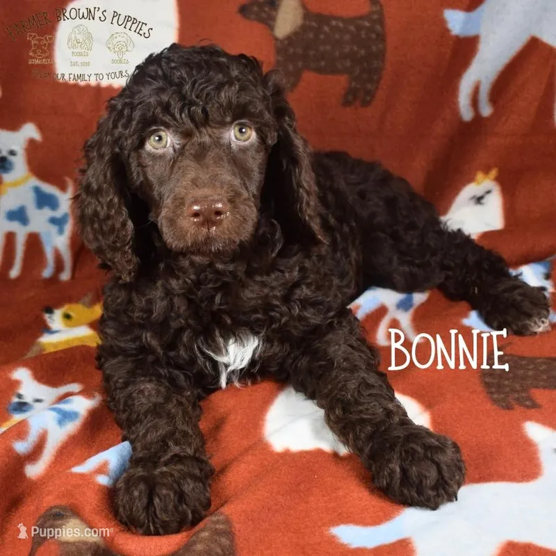 Bonnie – Poodle - Miniature , Poodle - Standard  puppy for sale in Sedalia, MO