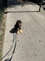 Max, a male Cockapoo for sale in Queens, NY – Photo 5 of 5