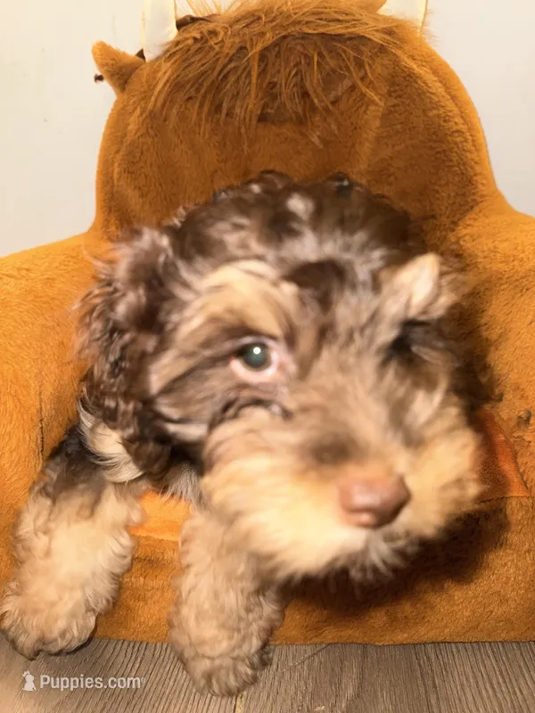 Max – Cockapoo puppy for sale in Queens, NY