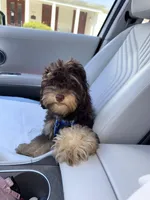 Max, a male Cockapoo for sale in Queens, NY – Photo 2 of 5