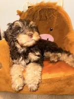 Max, a male Cockapoo for sale in Queens, NY – Photo 4 of 5