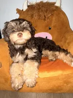 Max, a male Cockapoo for sale in Queens, NY – Photo 3 of 5