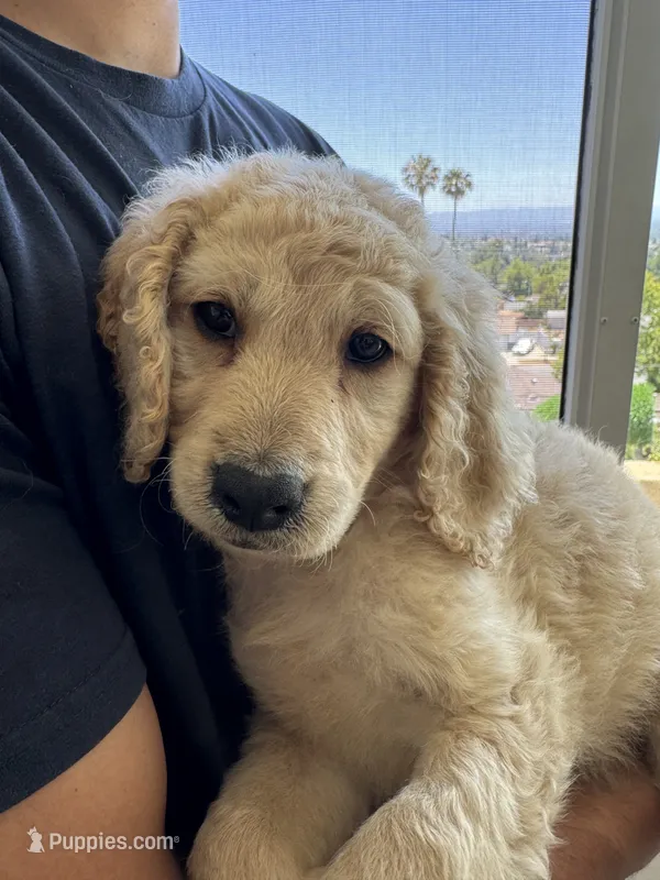 Theodore  – Goldendoodle puppy for sale in San Fernando, CA