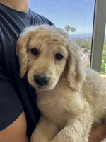 Theodore , a male Goldendoodle for sale in San Fernando, CA – 1 of 8