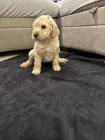 Julian , a male Goldendoodle for sale in San Fernando, CA – 5 of 6