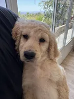 Theodore , a male Goldendoodle for sale in San Fernando, CA – 8 of 8