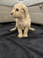 Julian , a male Goldendoodle for sale in San Fernando, CA – 3 of 6
