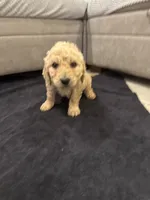 Theodore , a male Goldendoodle for sale in San Fernando, CA – 7 of 9