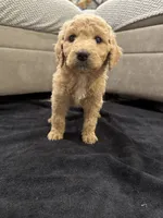 Savannah, a female Goldendoodle for sale in San Fernando, CA – 3 of 6