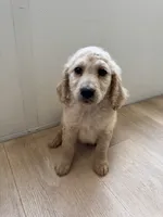 Theodore , a male Goldendoodle for sale in San Fernando, CA – 5 of 8