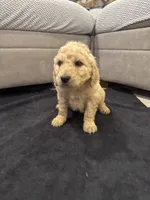 Theodore , a male Goldendoodle for sale in San Fernando, CA – 6 of 9
