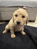 Theodore , a male Goldendoodle for sale in San Fernando, CA – 2 of 9