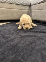 Julian , a male Goldendoodle for sale in San Fernando, CA – 6 of 6