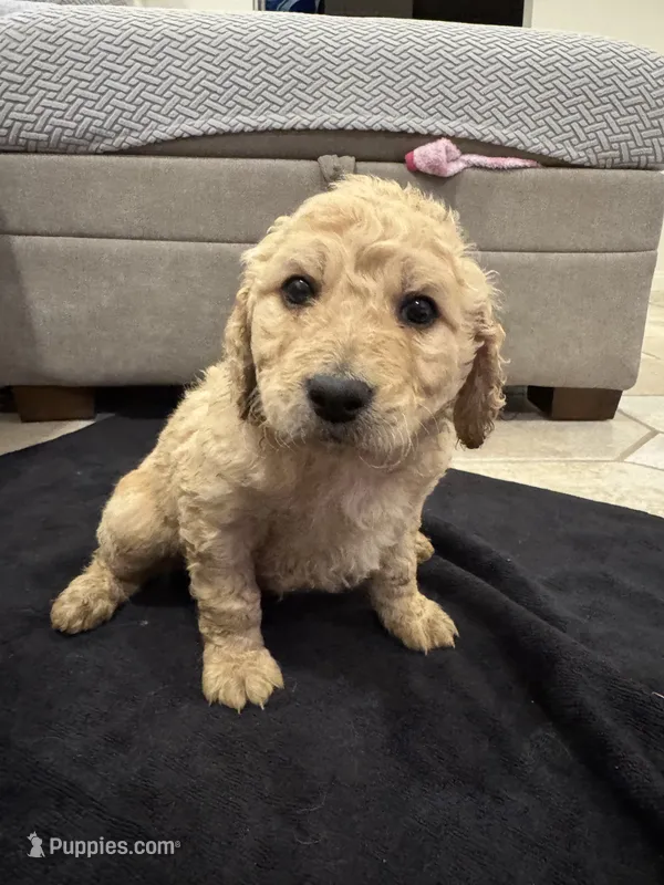 Theodore  – Goldendoodle puppy for sale in San Fernando, CA